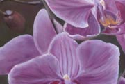Orchidées - 60x60
